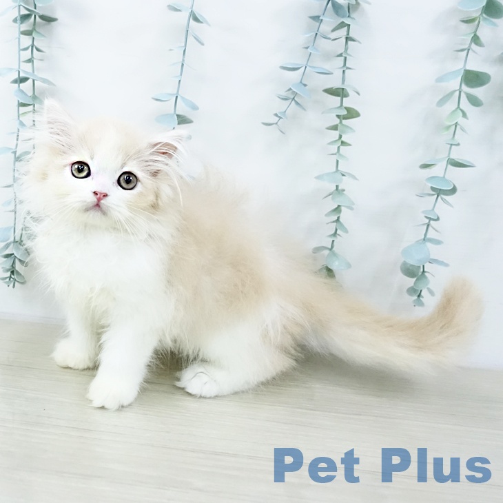 スコティッシュフォールド