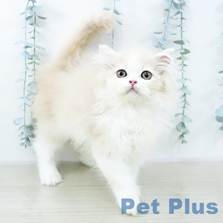 スコティッシュフォールドの写真2