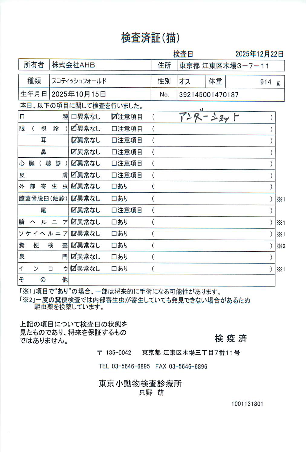 スコティッシュフォールド