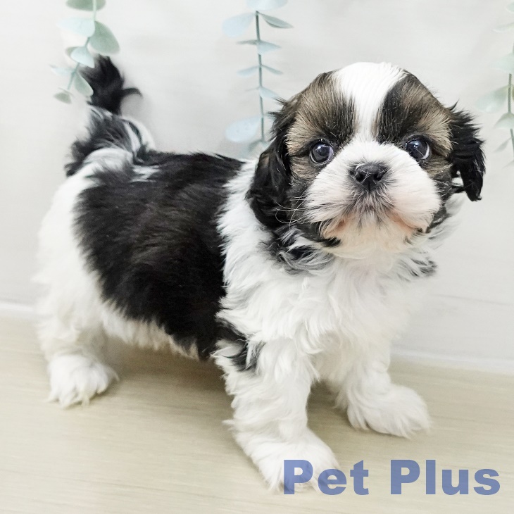 埼玉県のシーズー (ペッツワン 吉川美南店/2025年10月25日生まれ/男の子/ホワイトゴールド)の子犬の1枚目の画像