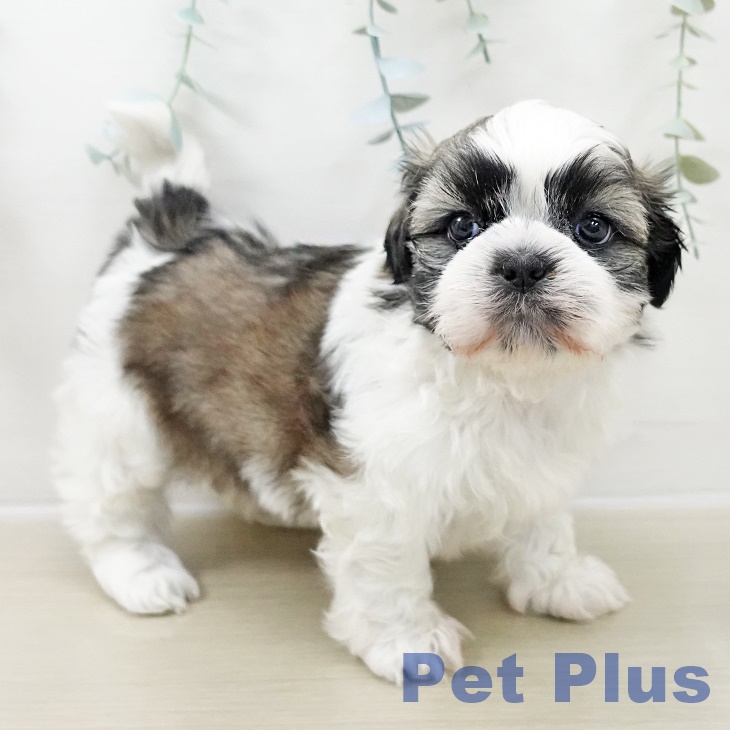 埼玉県のシーズー (ペットプラス 与野店/2025年10月25日生まれ/男の子/ホワイトゴールド)の子犬の1枚目の画像