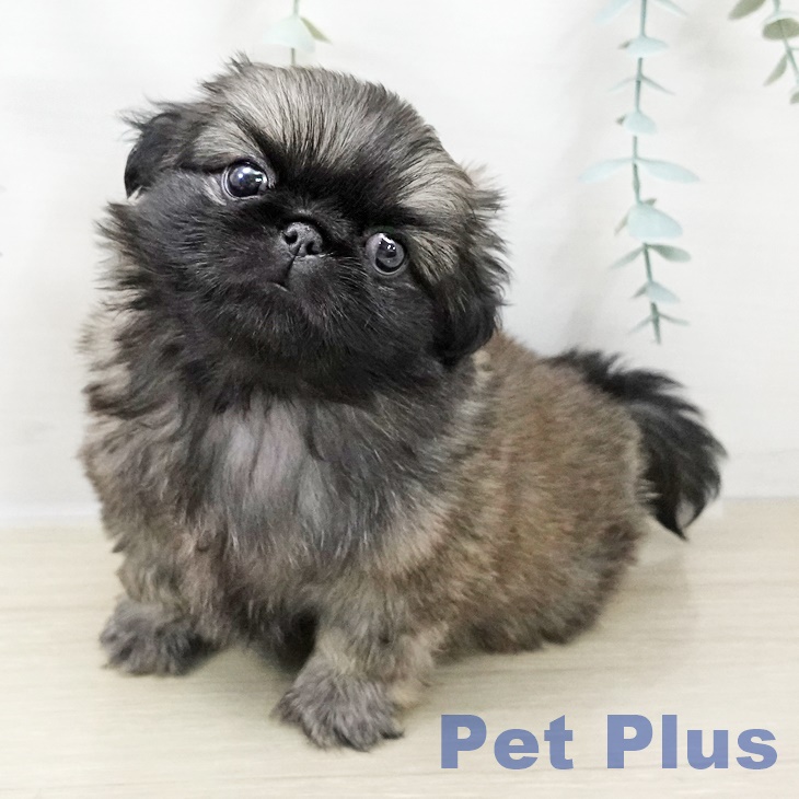 埼玉県のペキニーズ (ペットプラス ピオニウォーク東松山店/2025年10月25日生まれ/女の子/フォーン)の子犬の1枚目の画像