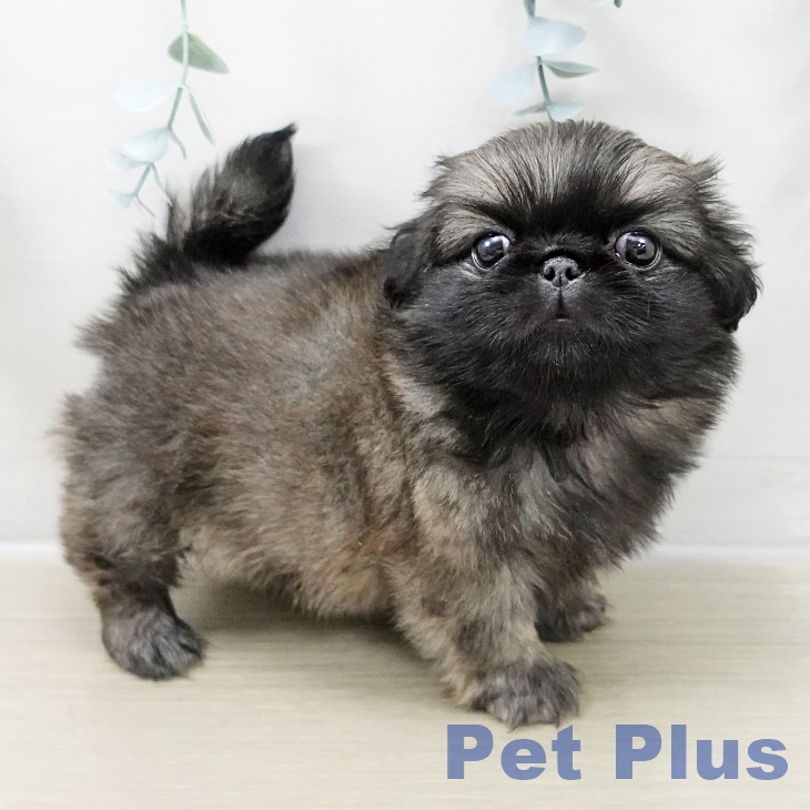 埼玉県のペキニーズ (ペットプラス ピオニウォーク東松山店/2025年10月25日生まれ/女の子/フォーン)の子犬の2枚目の画像