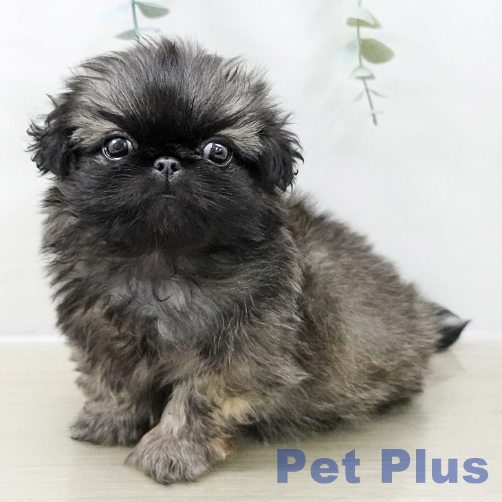 茨城県のペキニーズ (ペッツワン 古河店/2025年10月25日生まれ/女の子/フォーン)の子犬の1枚目の画像