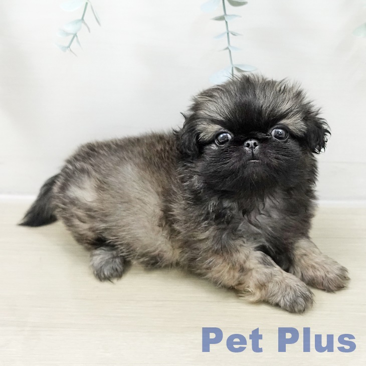 茨城県のペキニーズ (ペッツワン 古河店/2025年10月25日生まれ/女の子/フォーン)の子犬の2枚目の画像