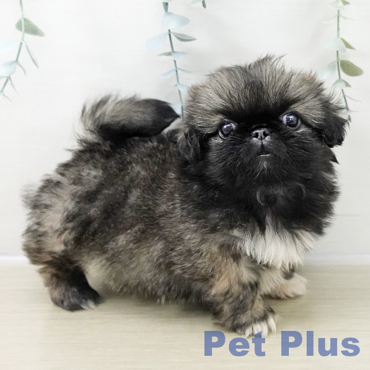 群馬県のペキニーズ (ペットプラス イオンモール太田店/2025年10月25日生まれ/女の子/フォーン)の子犬の1枚目の画像