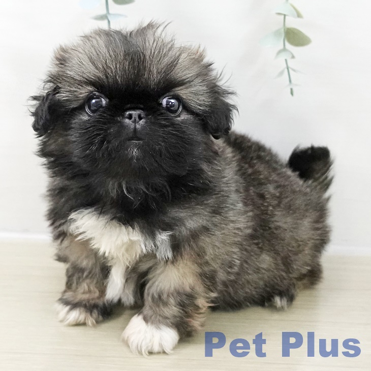 群馬県のペキニーズ (ペットプラス イオンモール太田店/2025年10月25日生まれ/女の子/フォーン)の子犬の2枚目の画像