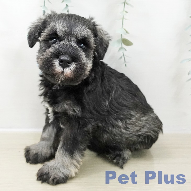 東京都のミニチュアシュナウザー (ペットプラス 日の出店/2025年10月24日生まれ/男の子/ソルトペッパー)の子犬の1枚目の画像