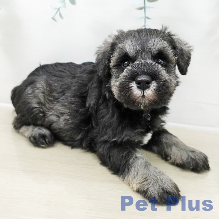 東京都のミニチュアシュナウザー (ペットプラス 日の出店/2025年10月24日生まれ/男の子/ソルトペッパー)の子犬の2枚目の画像