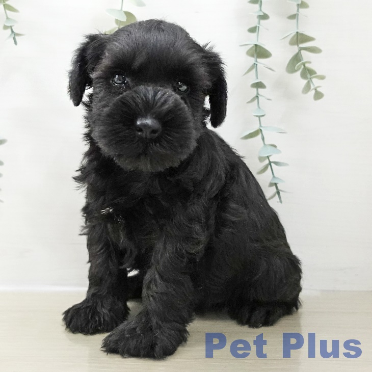 埼玉県のミニチュアシュナウザー (ペットプラス コクーンシティ店/2025年10月24日生まれ/男の子/ブラック)の子犬の1枚目の画像