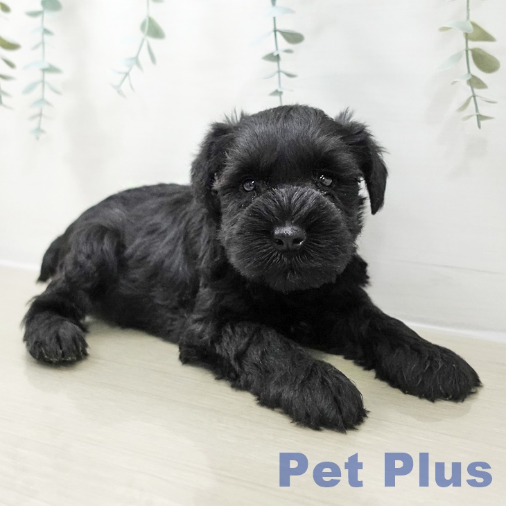 埼玉県のミニチュアシュナウザー (ペットプラス コクーンシティ店/2025年10月24日生まれ/男の子/ブラック)の子犬の2枚目の画像