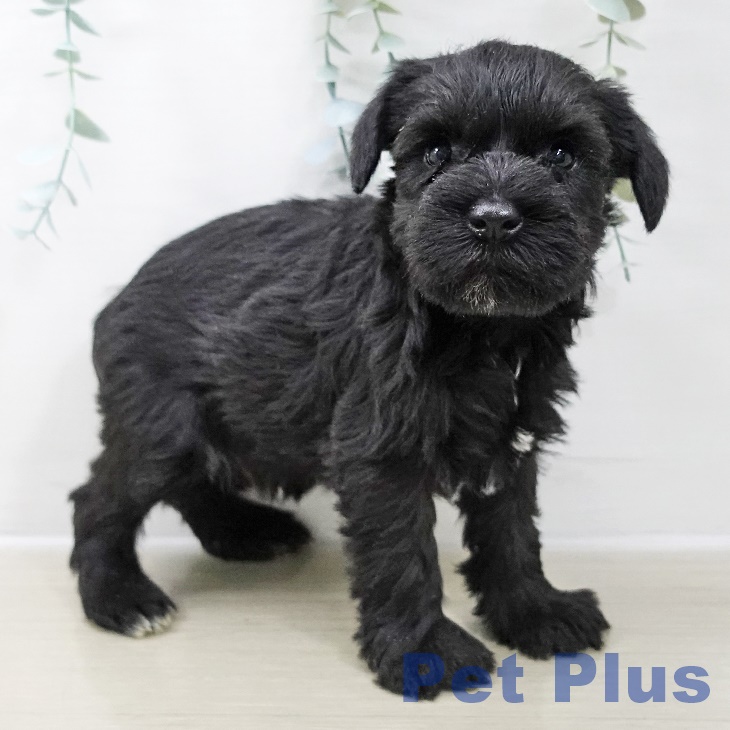 埼玉県のミニチュアシュナウザー (ペットプラス ららぽーと富士見店/2025年10月24日生まれ/女の子/ブラック)の子犬の1枚目の画像