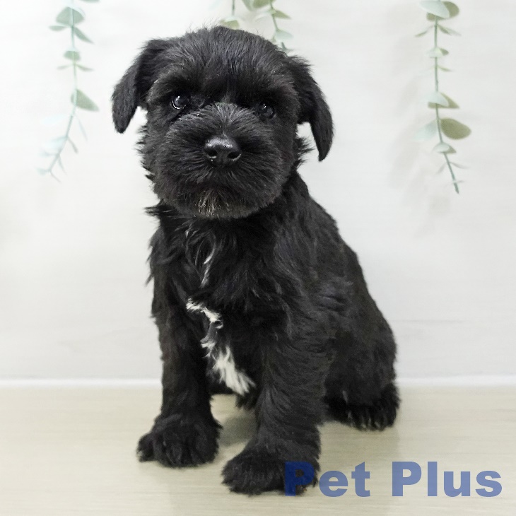 埼玉県のミニチュアシュナウザー (ペットプラス ららぽーと富士見店/2025年10月24日生まれ/女の子/ブラック)の子犬の2枚目の画像