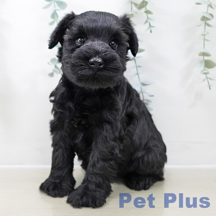 東京都のミニチュアシュナウザー (ペットプラス 多摩平の森店/2025年10月24日生まれ/女の子/ブラック)の子犬の1枚目の画像