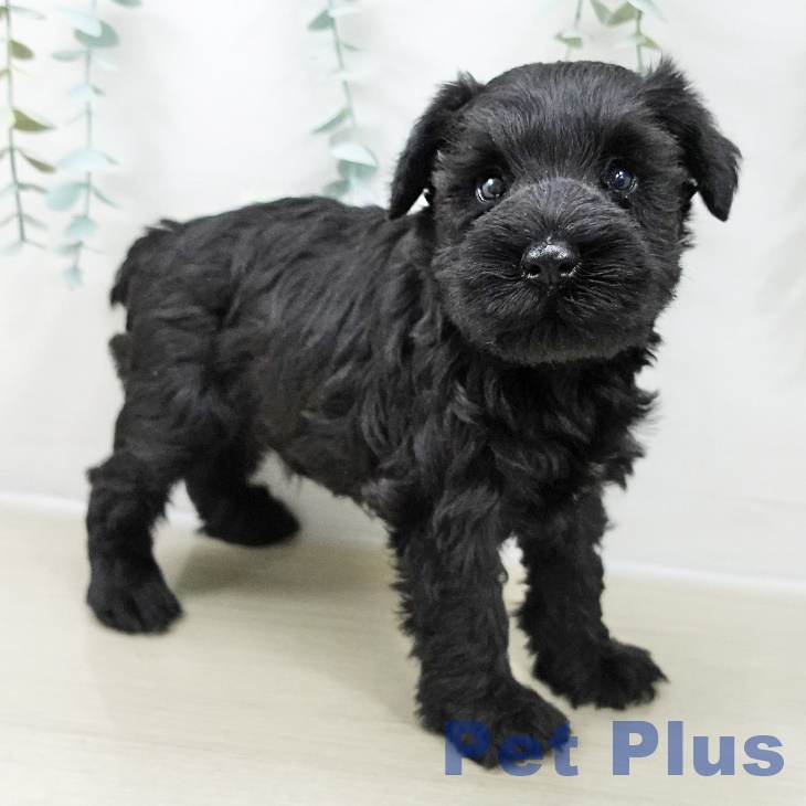 東京都のミニチュアシュナウザー (ペットプラス 多摩平の森店/2025年10月24日生まれ/女の子/ブラック)の子犬の2枚目の画像
