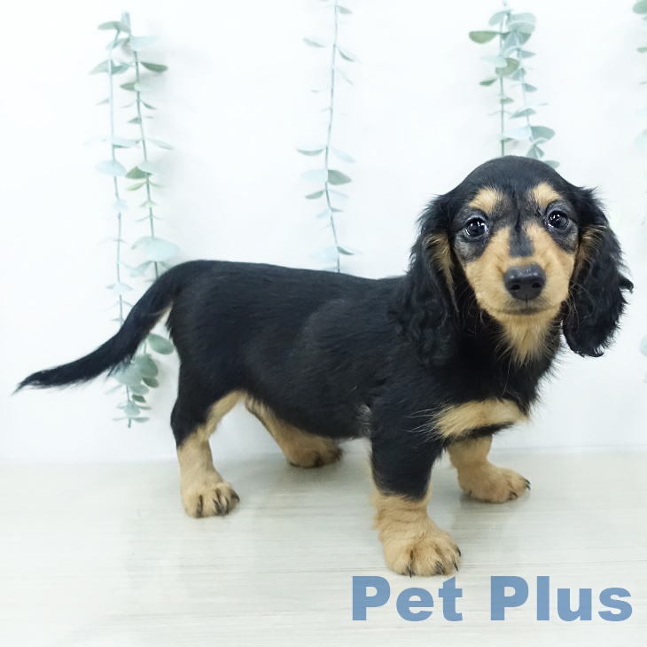 埼玉県のカニンヘンダックスフンド(ロング) (ペットプラス 羽生店/2025年10月4日生まれ/女の子/ブラックタン)の子犬の1枚目の画像