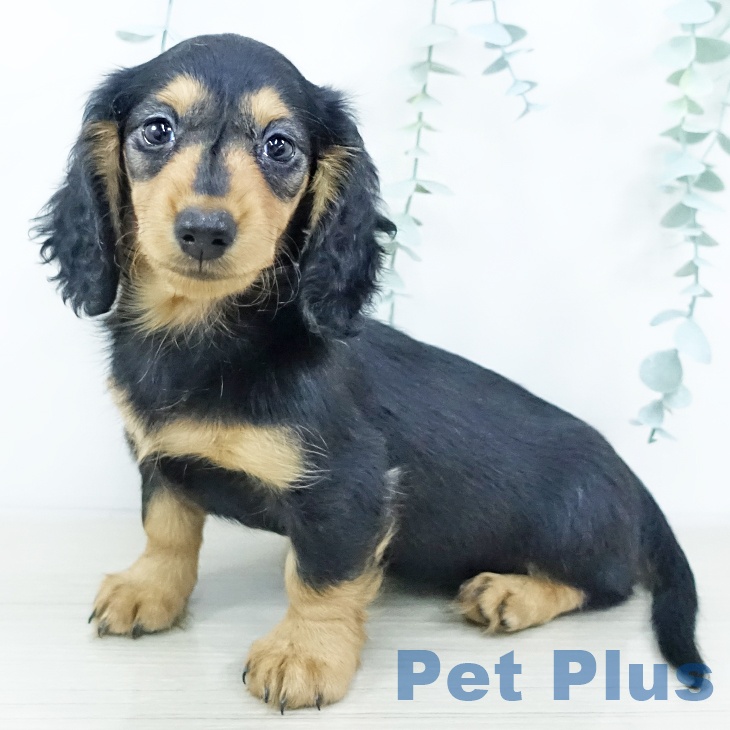 埼玉県のカニンヘンダックスフンド(ロング) (ペットプラス 羽生店/2025年10月4日生まれ/女の子/ブラックタン)の子犬の2枚目の画像