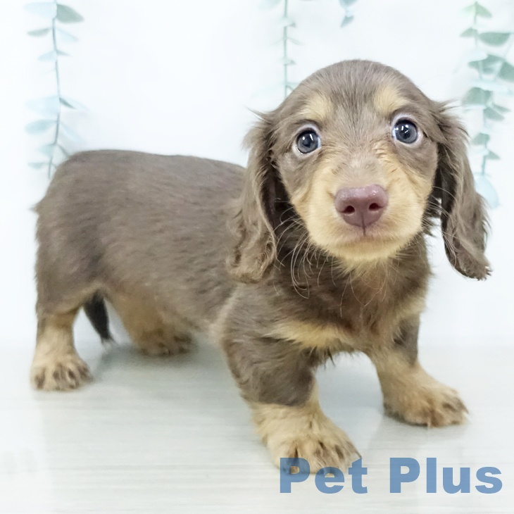 カニーンヘン・ダックスフンド