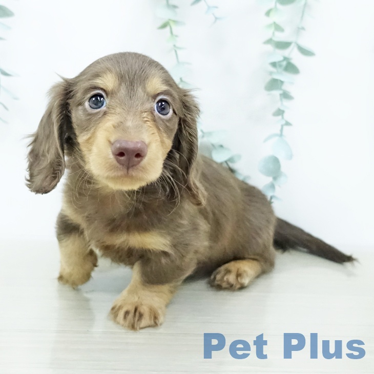 カニーンヘン・ダックスフンドの写真2