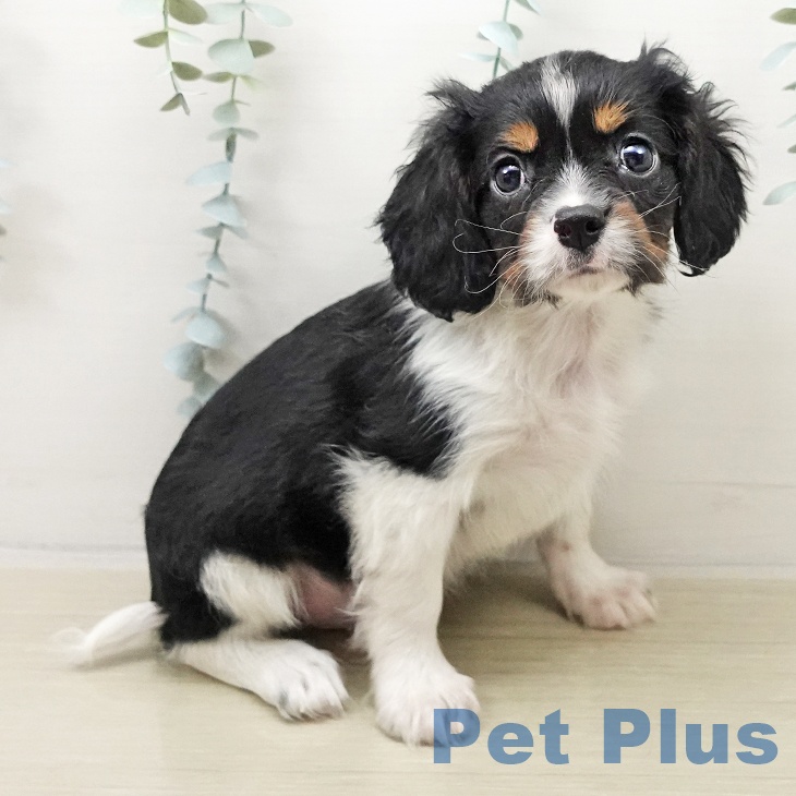 埼玉県のキャバリアキングチャールズスパニエル (ペットプラス イオンモール春日部店/2025年10月26日生まれ/男の子/トライカラー)の子犬の1枚目の画像