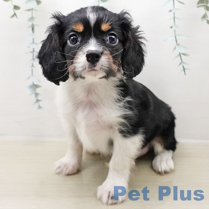 埼玉県のキャバリアキングチャールズスパニエル (ペットプラス イオンモール春日部店/2025年10月26日生まれ/男の子/トライカラー)の子犬の2枚目の画像