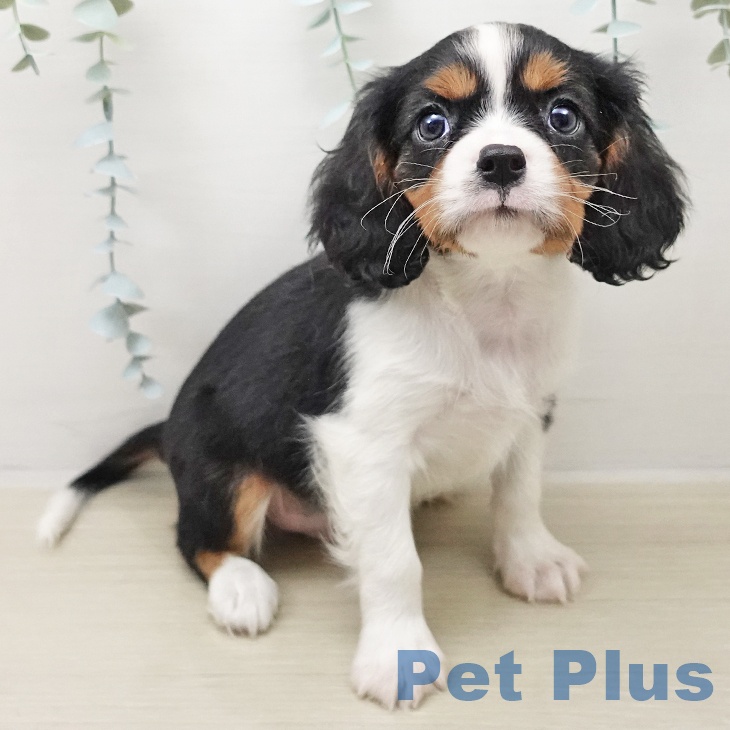 東京都のキャバリアキングチャールズスパニエル (ペットプラス 立川高島屋S.C.店/2025年10月26日生まれ/男の子/トライカラー)の子犬の1枚目の画像