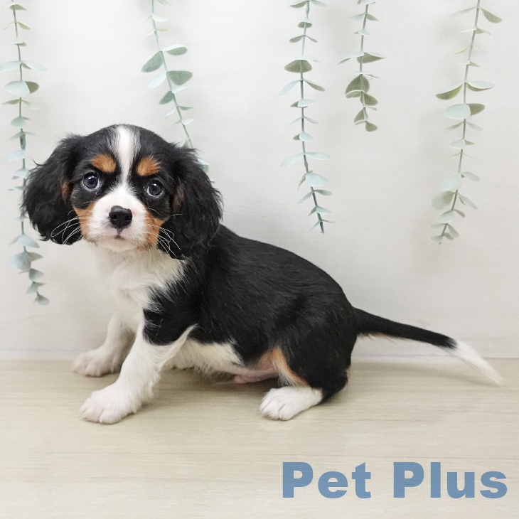 東京都のキャバリアキングチャールズスパニエル (ペットプラス 立川高島屋S.C.店/2025年10月26日生まれ/男の子/トライカラー)の子犬の2枚目の画像