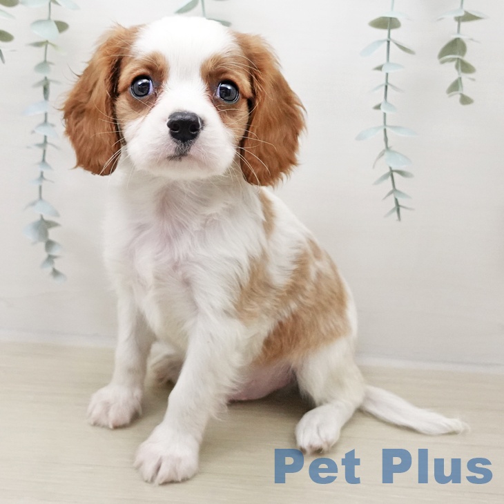 キャバリア・キングチャールズ・スパニエル