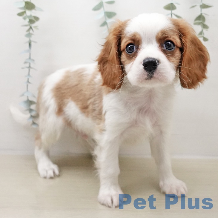 キャバリア・キングチャールズ・スパニエルの写真2