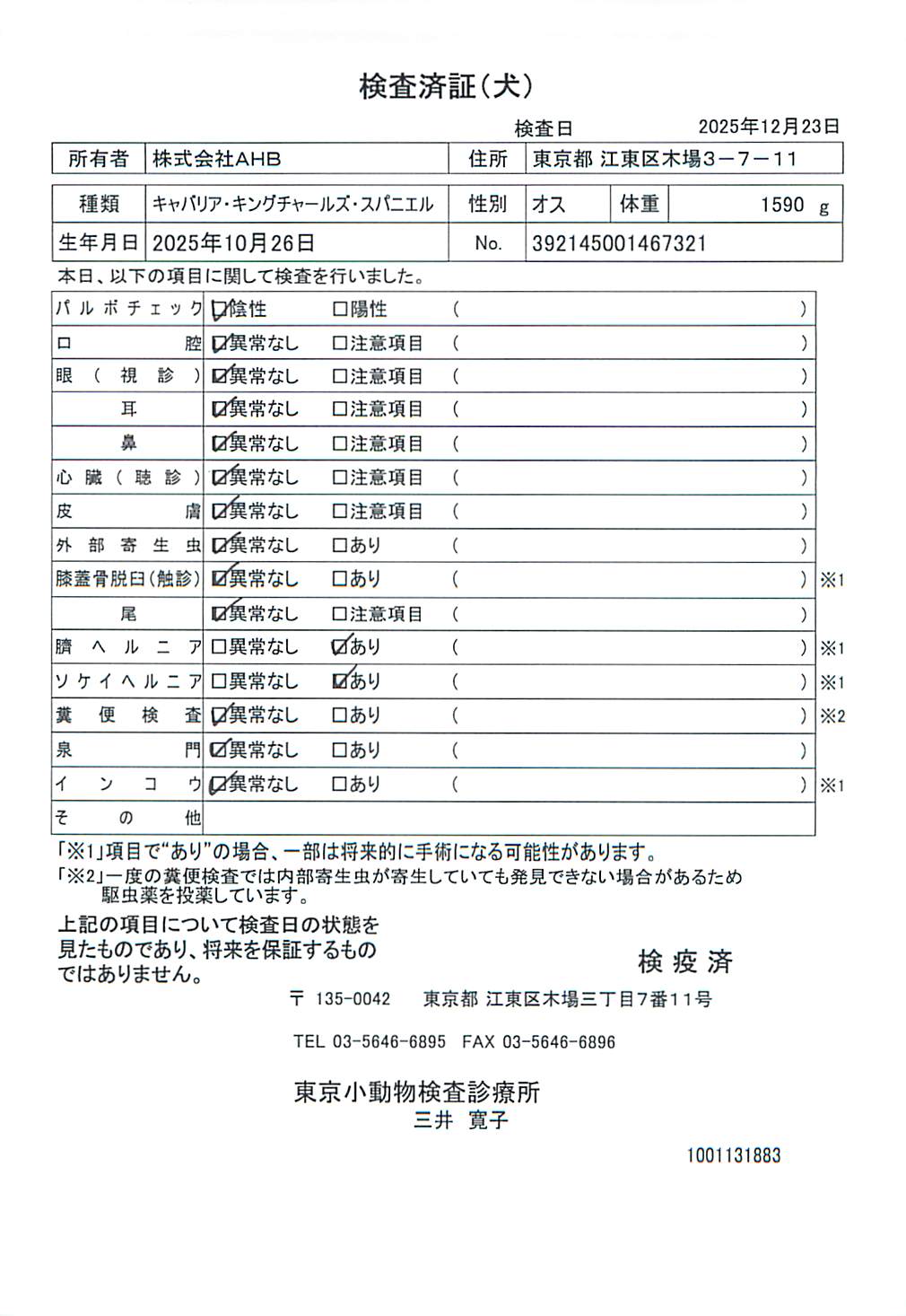キャバリア・キングチャールズ・スパニエル