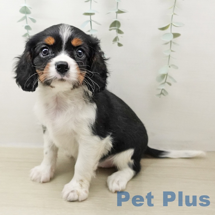 埼玉県のキャバリアキングチャールズスパニエル (ペットプラス 与野店/2025年10月26日生まれ/女の子/トライカラー)の子犬