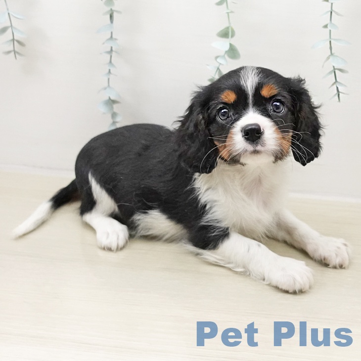 埼玉県のキャバリアキングチャールズスパニエル (ペットプラス 与野店/2025年10月26日生まれ/女の子/トライカラー)の子犬の2枚目の画像