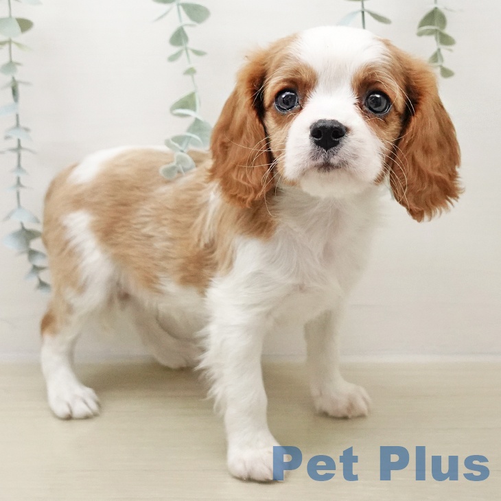 長野県のキャバリアキングチャールズスパニエル (ペットプラス 須坂店/2025年10月26日生まれ/女の子/ブレンハイム)の子犬の1枚目の画像