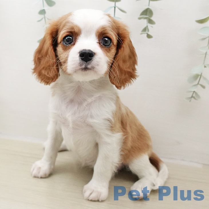 長野県のキャバリアキングチャールズスパニエル (ペットプラス 須坂店/2025年10月26日生まれ/女の子/ブレンハイム)の子犬の2枚目の画像