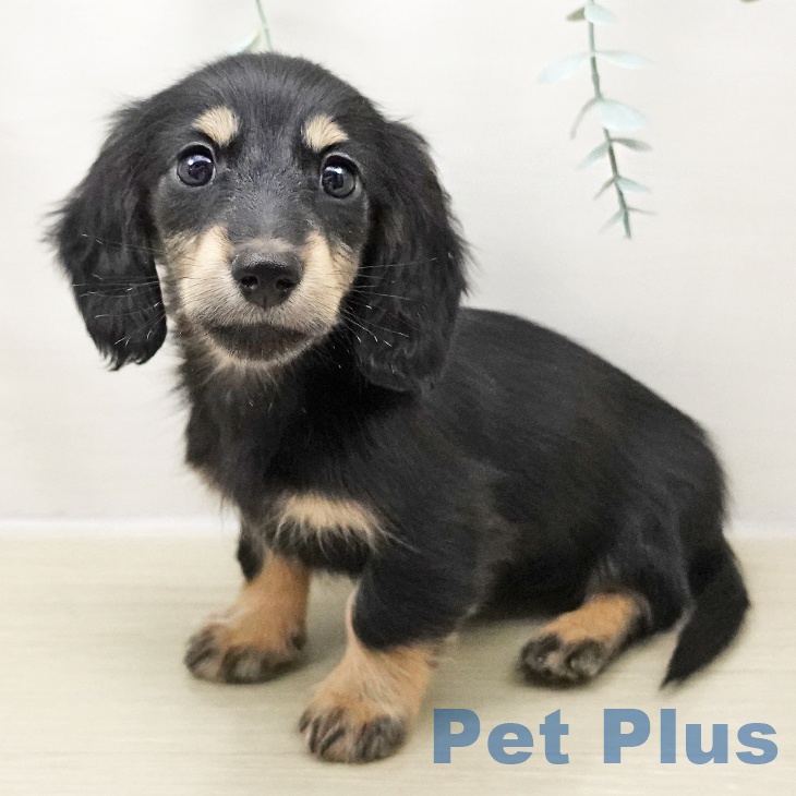 福島県のミニチュアダックスフンド(ロング) (ペットプラス 福島店/2025年10月26日生まれ/男の子/ブラックイエロー)の子犬の1枚目の画像