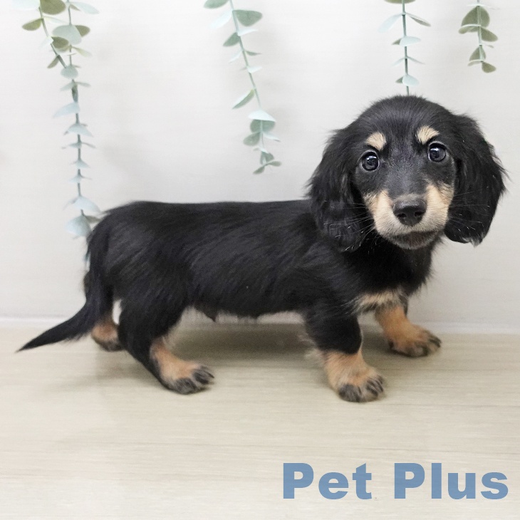 福島県のミニチュアダックスフンド(ロング) (ペットプラス 福島店/2025年10月26日生まれ/男の子/ブラックイエロー)の子犬の2枚目の画像
