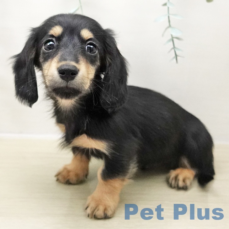 山形県のミニチュアダックスフンド(ロング) (ペットプラス 天童店/2025年10月26日生まれ/男の子/ブラックイエロー)の子犬の1枚目の画像