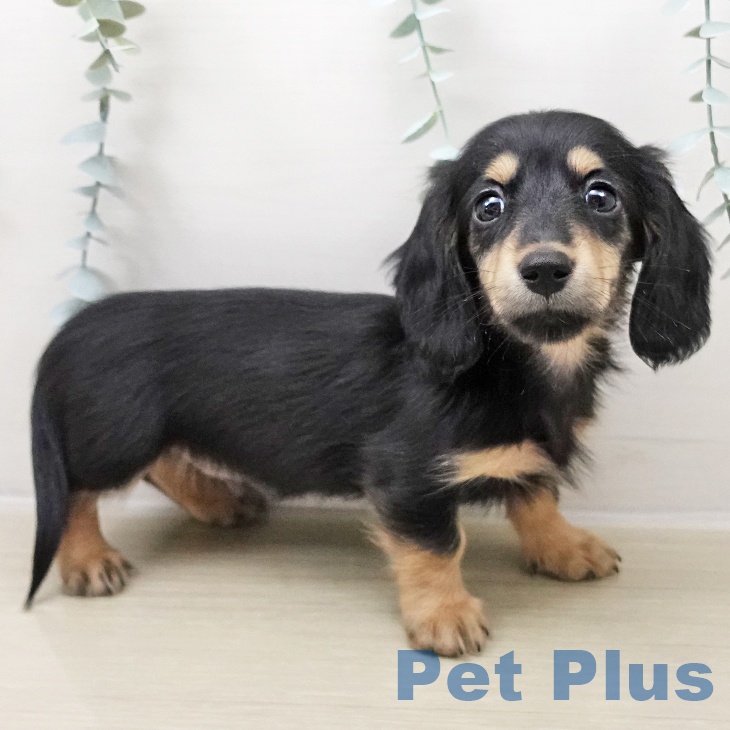 山形県のミニチュアダックスフンド(ロング) (ペットプラス 天童店/2025年10月26日生まれ/男の子/ブラックイエロー)の子犬の2枚目の画像