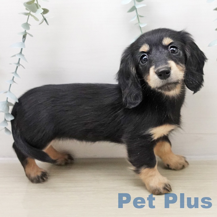 千葉県のミニチュアダックスフンド(ロング) (ペットプラス 船橋店/2025年10月26日生まれ/女の子/ブラックイエロー)の子犬の1枚目の画像