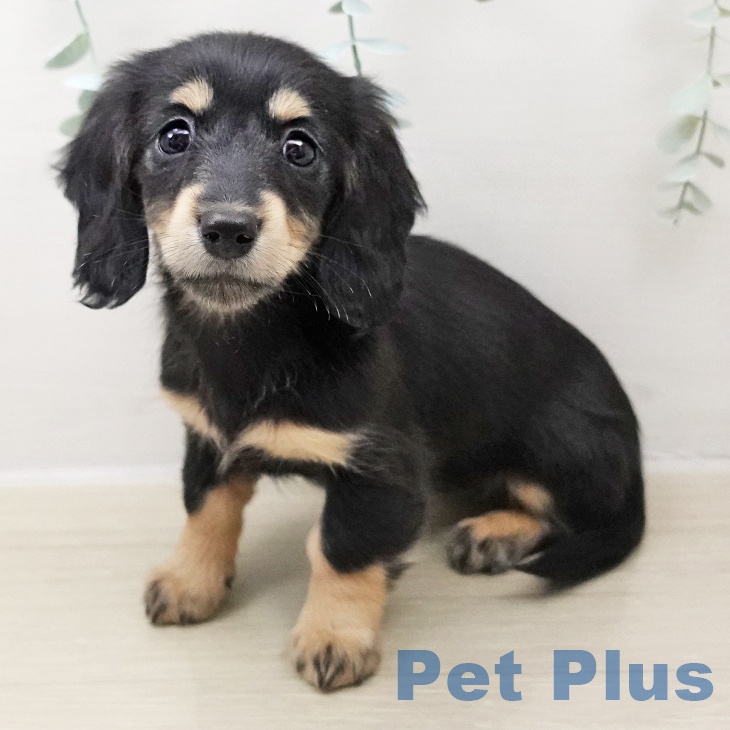 千葉県のミニチュアダックスフンド(ロング) (ペットプラス 船橋店/2025年10月26日生まれ/女の子/ブラックイエロー)の子犬の2枚目の画像