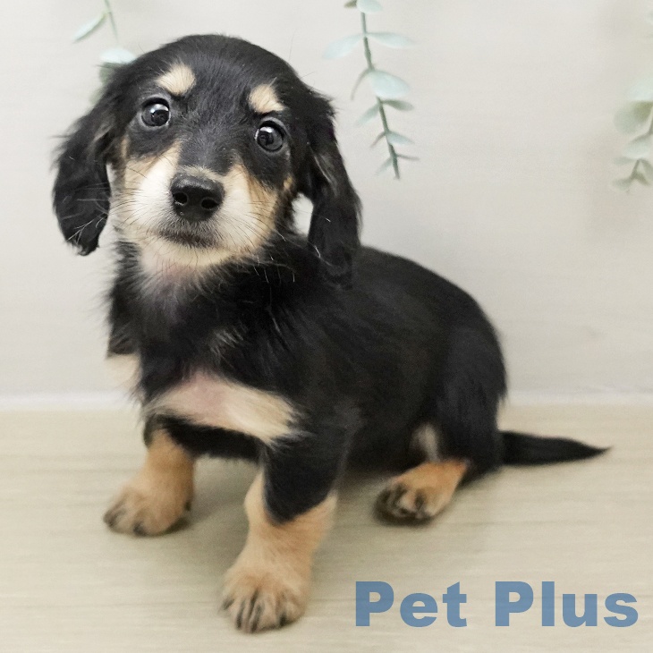 千葉県のミニチュアダックスフンド(ロング) (ペットプラス 幕張新都心店/2025年10月26日生まれ/女の子/ブラックイエロー)の子犬の1枚目の画像