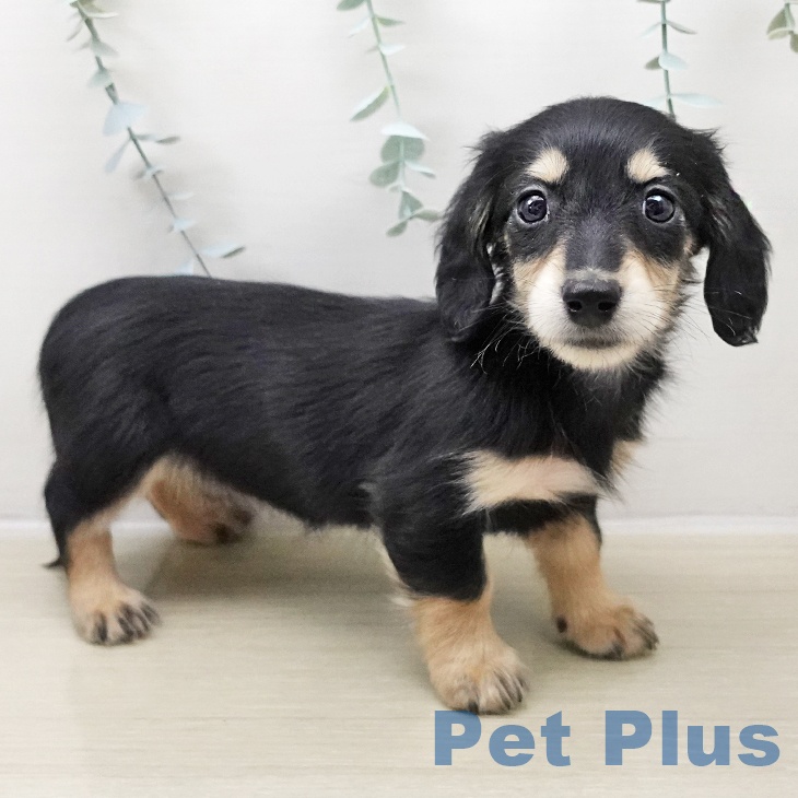 千葉県のミニチュアダックスフンド(ロング) (ペットプラス 幕張新都心店/2025年10月26日生まれ/女の子/ブラックイエロー)の子犬の2枚目の画像