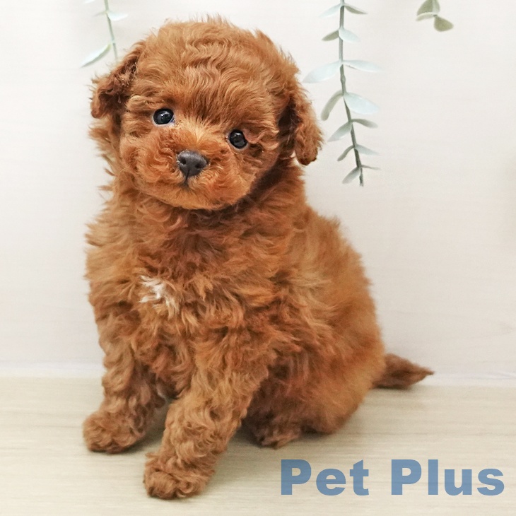 長野県のトイプードル(トイ) (ペットプラス 松本店/2025年10月26日生まれ/男の子/レッド)の子犬の1枚目の画像