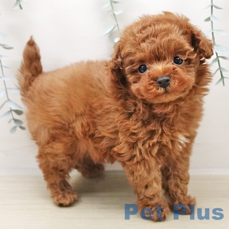 長野県のトイプードル(トイ) (ペットプラス 松本店/2025年10月26日生まれ/男の子/レッド)の子犬の2枚目の画像