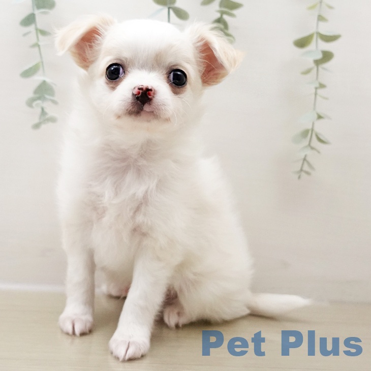 埼玉県のチワワ(ロング) (ペットプラス ピオニウォーク東松山店/2025年10月25日生まれ/男の子/クリームホワイト)の子犬の1枚目の画像