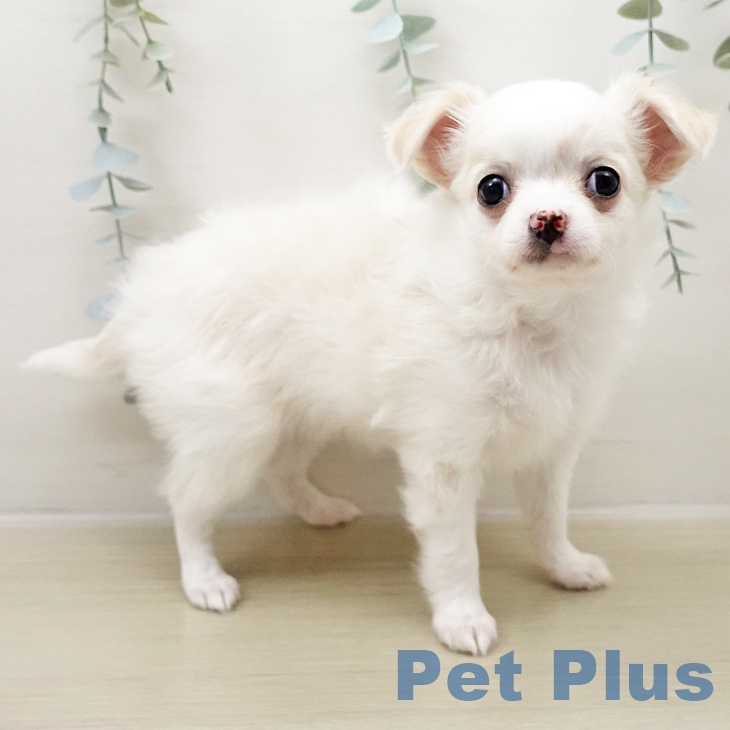埼玉県のチワワ(ロング) (ペットプラス ピオニウォーク東松山店/2025年10月25日生まれ/男の子/クリームホワイト)の子犬の2枚目の画像