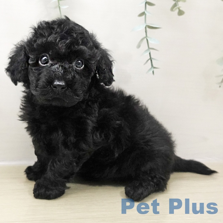 埼玉県のトイプードル(トイ) (ペットプラス ららぽーと富士見店/2025年10月25日生まれ/男の子/ブラック)の子犬の1枚目の画像