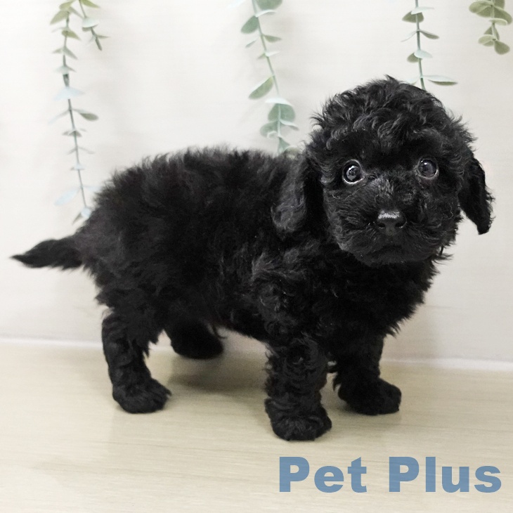 埼玉県のトイプードル(トイ) (ペットプラス ららぽーと富士見店/2025年10月25日生まれ/男の子/ブラック)の子犬の2枚目の画像
