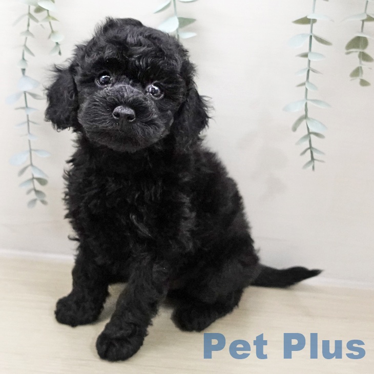 埼玉県のトイプードル(トイ) (ペッツワン 吉川美南店/2025年10月25日生まれ/男の子/ブラック)の子犬の1枚目の画像