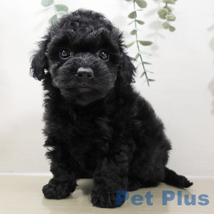 山形県のトイプードル(トイ) (ペットプラス 天童店/2025年10月25日生まれ/女の子/ブラック)の子犬の1枚目の画像